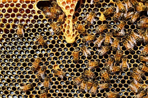 Savona, il Comune firma il patto di collaborazione per salvare le api e contrastare la Vespa velutina Savona, il Comune firma il patto di collaborazione per salvare le api e contrastare la Vespa velutina