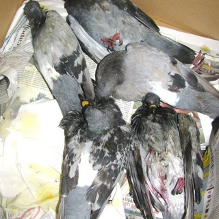 Moria di Colombi a Zuccarello e Albenga, accertamenti dell'Enpa