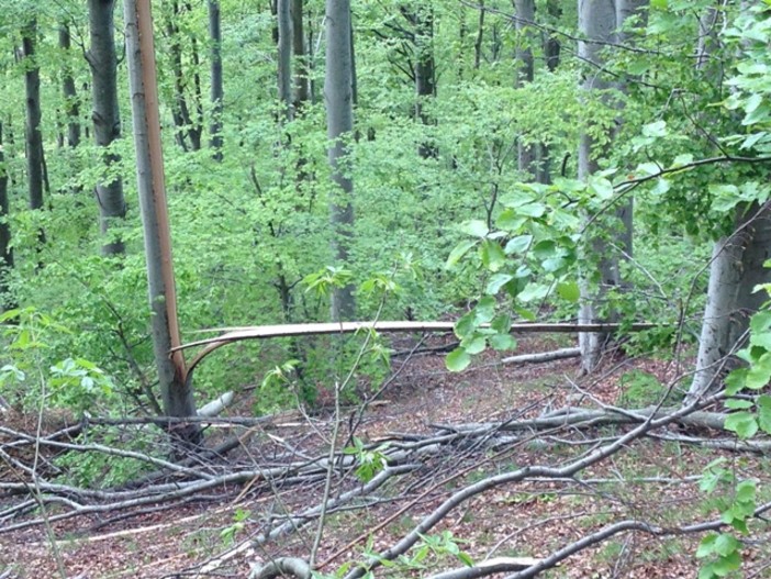 Pioggia e vento: piccoli interventi per allagamenti cantine ed alberi pericolanti