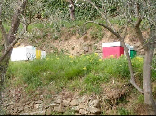 Savona, rubate 15 arnie nell'apiario di Marmorassi. I proprietari: &quot;Tutto è perduto&quot;