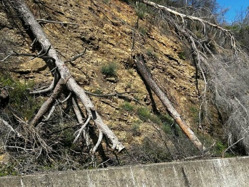 Alberature pericolanti sulla Sp 19: la Provincia chiede l’ordinanza urgente del Comune di Albenga Alberature pericolanti sulla Sp 19: la Provincia chiede l’ordinanza urgente del Comune di Albenga