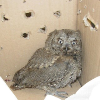 AAA cercasi “volontari staffettisti”, l'appello dell'Enpa