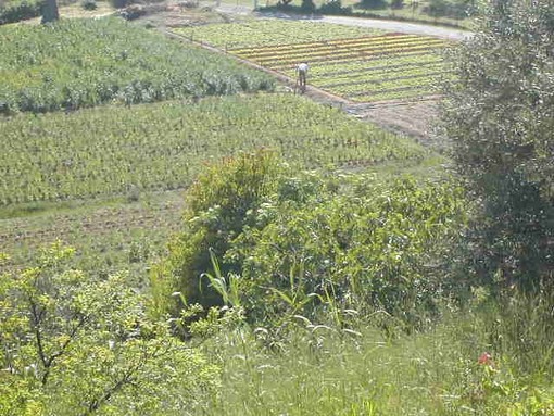 Regione: nuovi fondi per il Piano di Sviluppo Rurale Regione: nuovi fondi per il Piano di Sviluppo Rurale