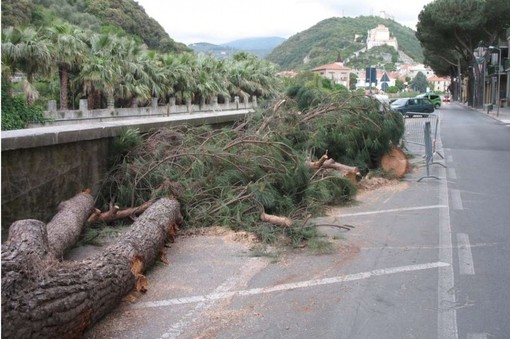 Finale Ligure interviene sul patrimonio arboreo