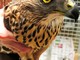 Savona, la denuncia dell'Enpa: "Raro rapace forse impallinato"