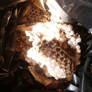 È allarme vespa velutina in provincia di Savona