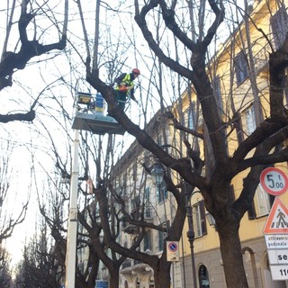 Il WWF Savona indice una Petizione on-line per una Legge Nazionale a Tutela degli Alberi delle nostre Città