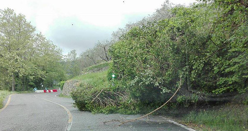 Calice Ligure: albero cade ostruendo la strada provinciale per Carbuta