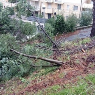 Savona, il sindaco Caprioglio firma un'ordinanza che obbliga i proprietari a tagliare le siepi e potare gli alberi Savona, il sindaco Caprioglio firma un'ordinanza che obbliga i proprietari a tagliare le siepi e potare gli alberi