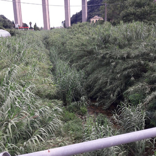 Tovo San Giacomo: via libera alla pulizia del torrente Maremola