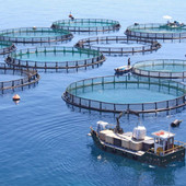 Pesca e acquacoltura, via libera al Bando per coprire gli extracosti delle imprese per tensioni in Medioriente Pesca e acquacoltura, via libera al Bando per coprire gli extracosti delle imprese per tensioni in Medioriente