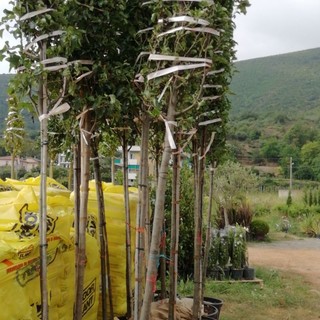 Finale Ligure: oggi la piantumazione di 15 alberi in via Dante