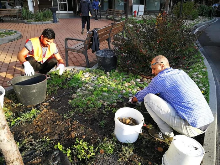 Albisola, ritornano le aiuole in piazza Dante dopo le polemiche: rimosse le pietre (FOTO) Albisola, ritornano le aiuole in piazza Dante dopo le polemiche: rimosse le pietre (FOTO)