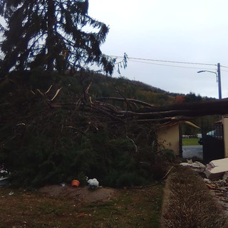 Mallare, crolla un grande cipresso secolare nel cimitero (FOTO)