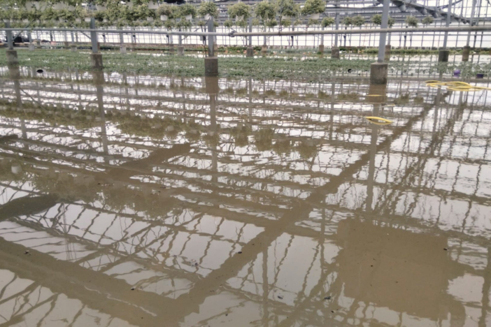 Ristori alle aziende agricole alluvionate della Piana d'Albenga, Coldiretti: "Bene i fondi, ma ora tempi certi e nuovi interventi"