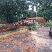 Savona, crolla albero nel parcheggio di Corso Mazzini: si è abbattuto sulla recinzione dell'asilo (FOTO) Savona, crolla albero nel parcheggio di Corso Mazzini: si è abbattuto sulla recinzione dell'asilo (FOTO)