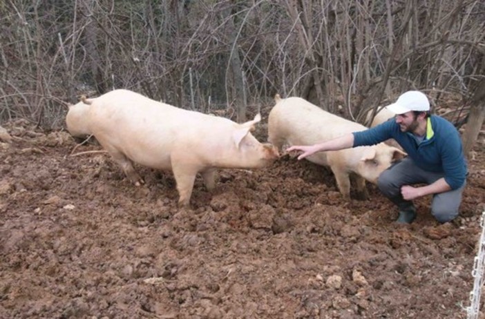 Un allevamento di maiali (immagine di repertorio)