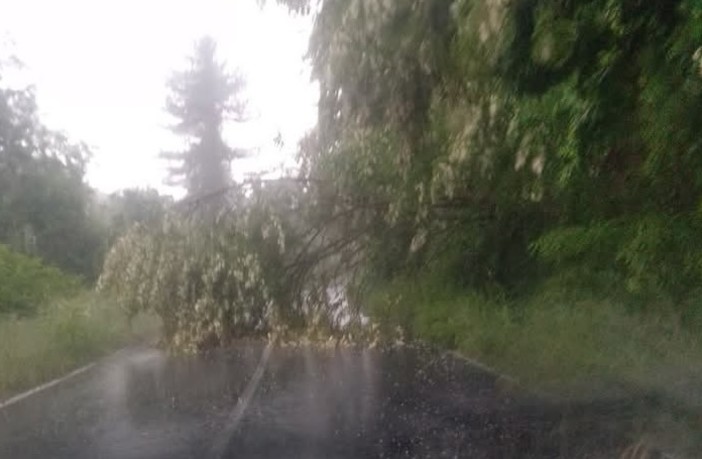 Maltempo a Mallare: alberi piegati, fiumi ingrossati e argini erosi nella zona industriale Maltempo a Mallare: alberi piegati, fiumi ingrossati e argini erosi nella zona industriale