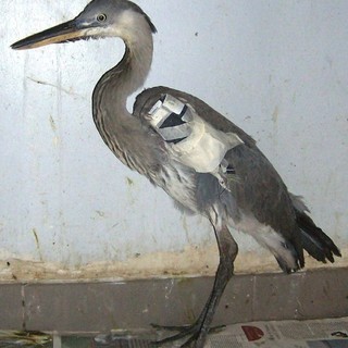 L'airone soccorso sul Bormida, tra Carcare e Cairo