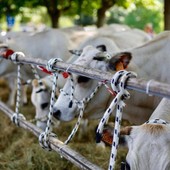 Carcare celebra i 100 anni dell’Antica Fiera del Bestiame con il patrocinio del Ministero dell’Agricoltura Carcare celebra i 100 anni dell’Antica Fiera del Bestiame con il patrocinio del Ministero dell’Agricoltura