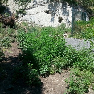 Degrado dell'area cani Finale Ligure, ci pensano i cittadini