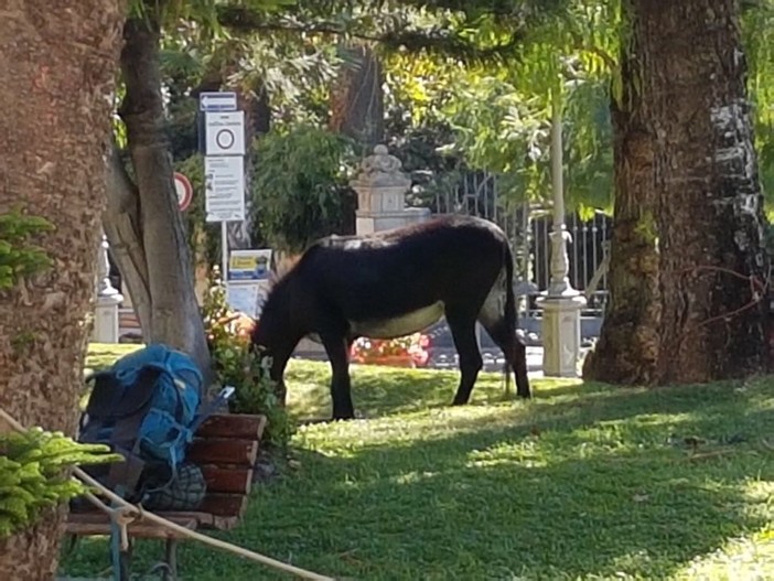 Da Santiago a Gerusalemme con due asini, la curiosa carovana fa tappa ad Alassio Da Santiago a Gerusalemme con due asini, la curiosa carovana fa tappa ad Alassio