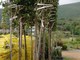 Finale Ligure: oggi la piantumazione di 15 alberi in via Dante Finale Ligure: oggi la piantumazione di 15 alberi in via Dante