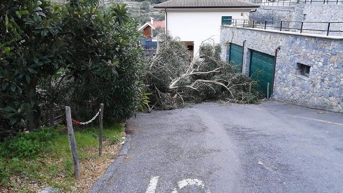 Tovo, albero crolla per il vento in via Rocca: sul posto vigili del fuoco e polizia locale (FOTO) Tovo, albero crolla per il vento in via Rocca: sul posto vigili del fuoco e polizia locale (FOTO)