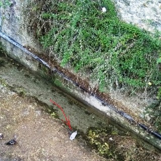 Toirano: i vigili del fuoco salvano un airone cenerino e lo consegnano ai volontari Enpa