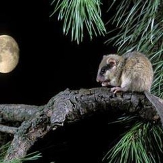 Ceriale: alla ricerca di animali notturni con il Museo "Silvio Lai"