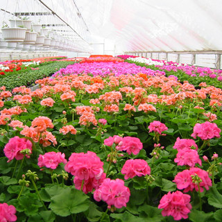 Torna Floricola a Borghetto Santo Spirito