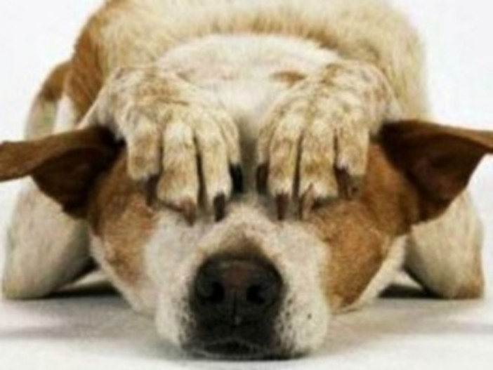 Attenzione ai botti di fine anno: le raccomandazioni di Enpa per proteggere gli animali Attenzione ai botti di fine anno: le raccomandazioni di Enpa per proteggere gli animali