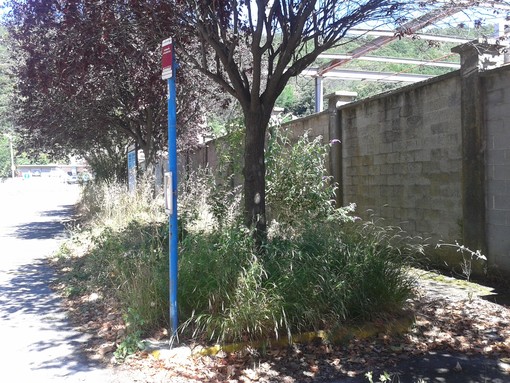 Erba alta e aiuole incolte a Ferrania