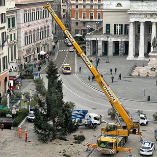 Genova, è arrivato l'albero di Natale in piazza De Ferrari, Toti: "Faremo un evento in stile 'newyorkese'