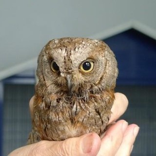 Estate difficile per gli Assoli a Cairo Montenotte