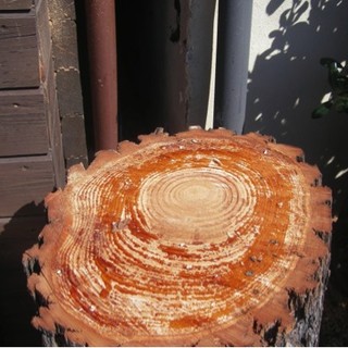 L'albero incriminato