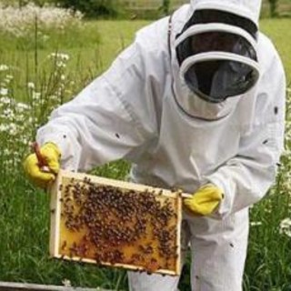 Approvati in Regione due bandi a sostegno dell'apicoltura, Vaccarezza: &quot;Con queste risorse sarà possibile acquistare circa 600 nuove arnie anti varroa&quot;