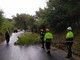 Albero cade sulla strada provinciale tra Campochiesa (Albenga) e Ceriale (FOTO)