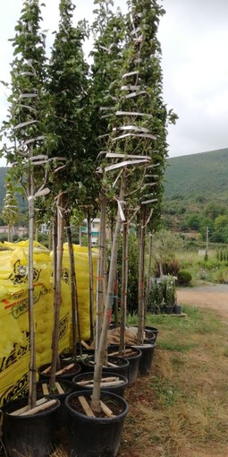 Finale Ligure: oggi la piantumazione di 15 alberi in via Dante