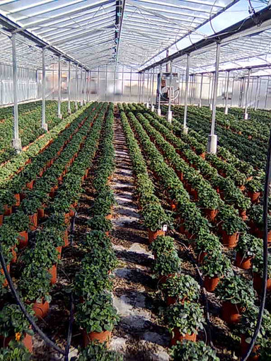 Niente bonus gasolio: la delusione della Confagricoltori Niente bonus gasolio: la delusione della Confagricoltori