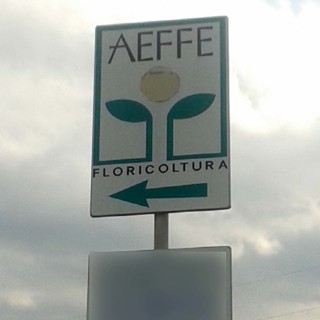 Aeffe Floricoltura, rinvio a giudizio per bancarotta fraudolenta