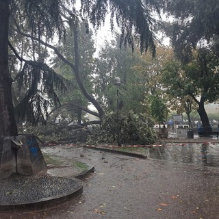 Savona, alberi caduti per il maltempo, Parodi: “Monitoraggio periodico del verde per verificarne la salute” Savona, alberi caduti per il maltempo, Parodi: “Monitoraggio periodico del verde per verificarne la salute”