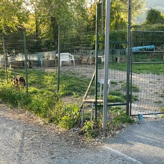 Savona, la denuncia di Luca Burlando: "Situazione aree canine insostenibile" Savona, la denuncia di Luca Burlando: "Situazione aree canine insostenibile"