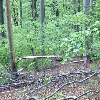 Pioggia e vento: piccoli interventi per allagamenti cantine ed alberi pericolanti