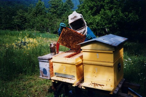 Buoni risultati per gli apicoltori savonesi al Concorso &quot;Mieli dei Parchi della Liguria&quot; 2013