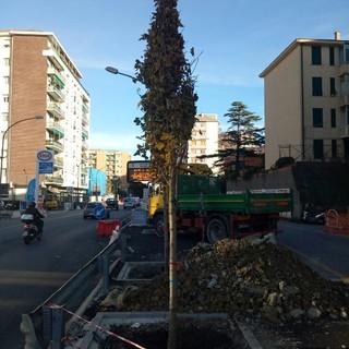 Savona, al via la messa a dimora dei primi aceri in corso Tardy &amp; Benech