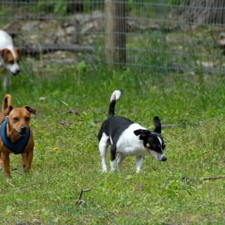 Savona, i cittadini chiedono più aree canine: al via una petizione