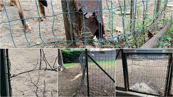 Savona il presidente della Leidaa Benetti: "Sulle aree canine promesse didattese dal Comune" Savona il presidente della Leidaa Benetti: "Sulle aree canine promesse didattese dal Comune"