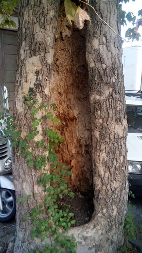 Savona: albero cavo in Piazzetta San Dalmazio, Lirosi &quot;Nessun pericolo per i cittadini&quot;