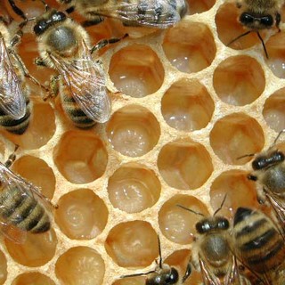 Partono i Contributi di acquisto Arnie, tutti i requisiti necessari per ottenerli